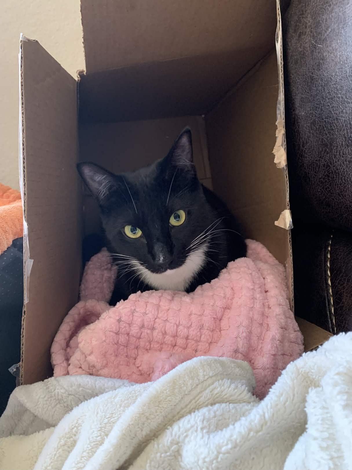 Tuxedo cat laying inside blanketed carboard box